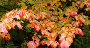 Parocja perska Prof Zembal Foto: http://www.dendrona.com.pl