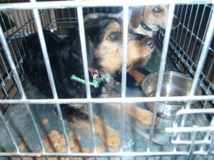 Porzucone psy w Luboniu Foto: UM Lubonia