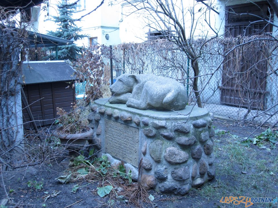 Pomnik psa Foto: internet