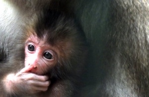 Makak Rachel z poznańskiego ZOO Foto: ZOO Poznań / M.Górczyński