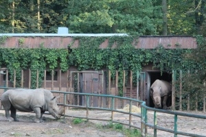 Nosorożce z poznańskiego ZOO Foto: ZOO Poznan