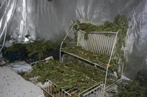 Polcja zatrzymala plantatora marihuany (6)