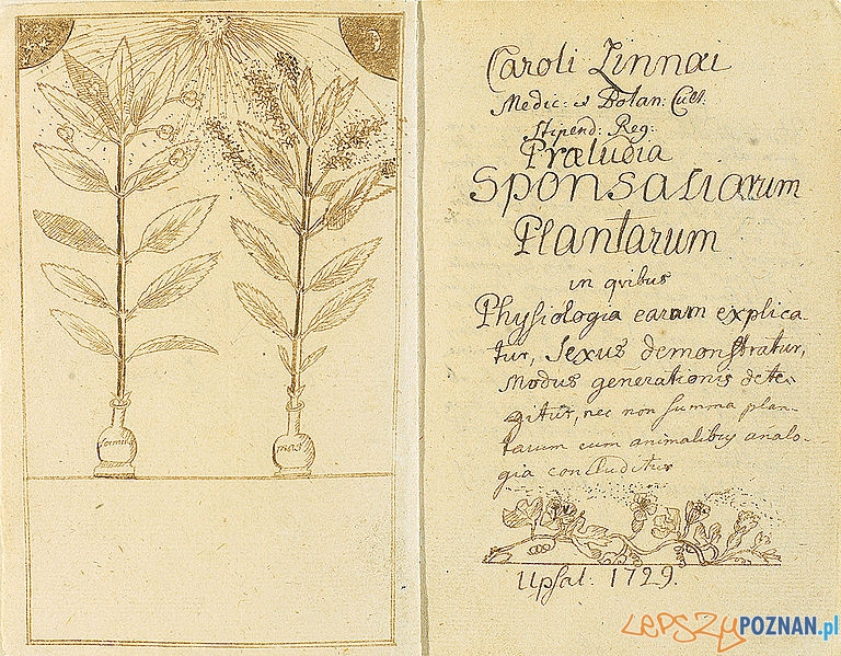 Praeludia_Sponsaliorum_Plantarum Linneusza Foto: cc
