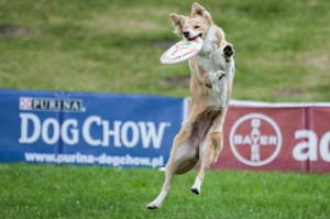 Dog Chow Disc Cup 2014 (14.06.2014) Foto: © lepszyPOZNAN.pl / Karolina Kiraga