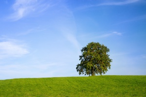 Oak Tree on green Hill Foto: sxc / © Andreas Krappweis