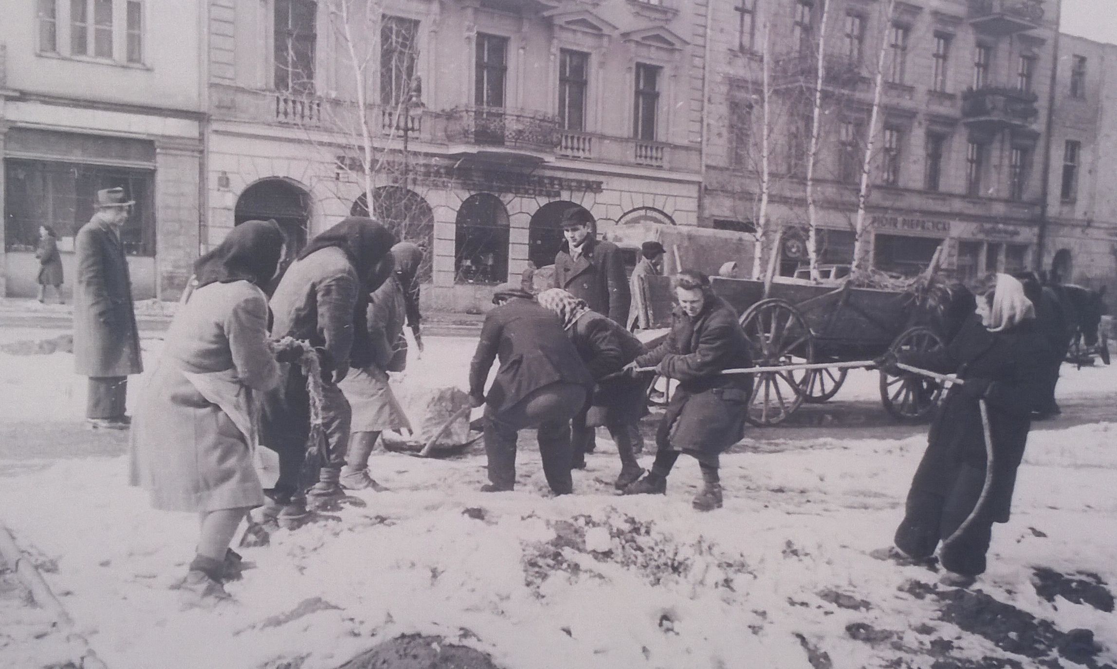Sadzenie brzóz w Alejach Marcinkowskiego - 11 marca 1949