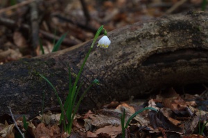 Śnieżycowy Jar Foto: LepszyPOZNAN.pl / Paweł Rychter