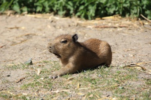 Hydrochoerus hydrochaeris Foto: Nowe Zoo Poznań