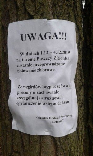 Polowania w podpoznańskich lasach