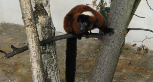 Lemur wari - Jessie