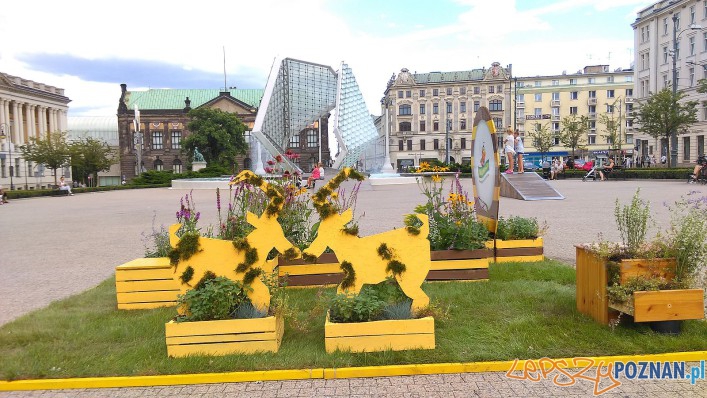Pomagamy pszczołom - instalacja na Placu Wolności