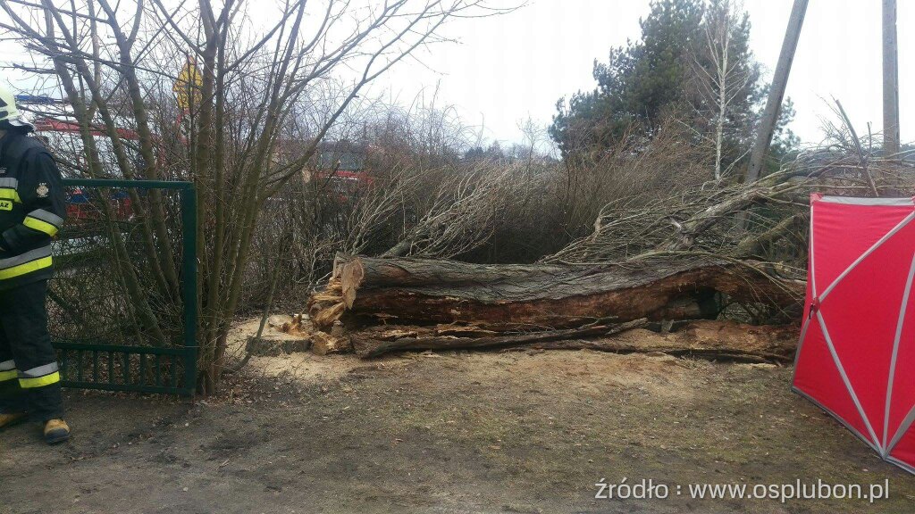 Śmiertelna ofiara wycinki drzew!