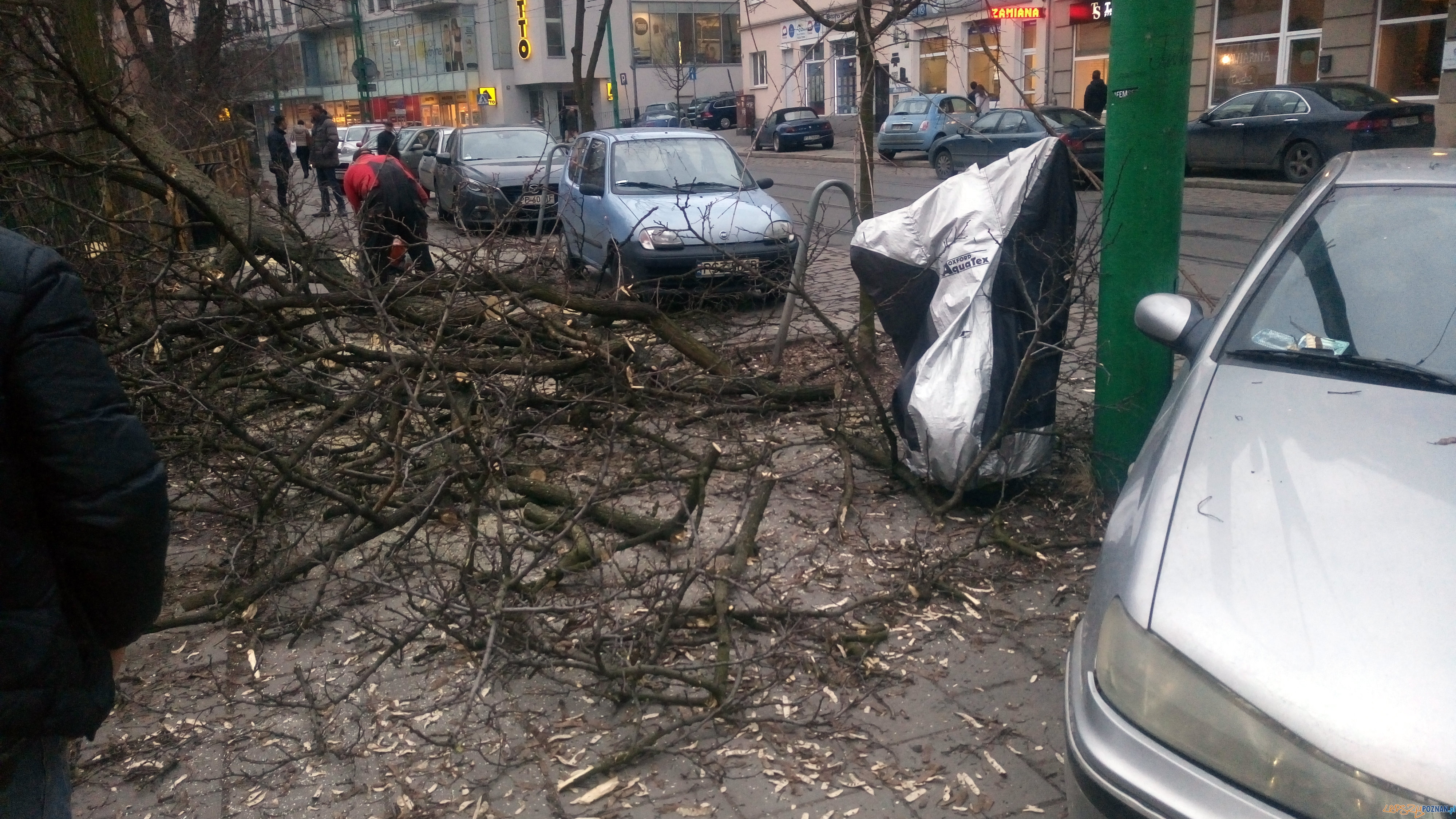 Niebezpieczne wycinki drzew na Wildzie