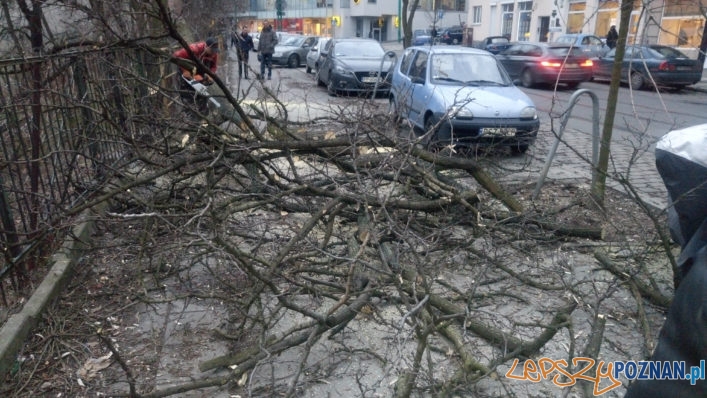 Niebezpieczne wycinki drzew na Wildzie