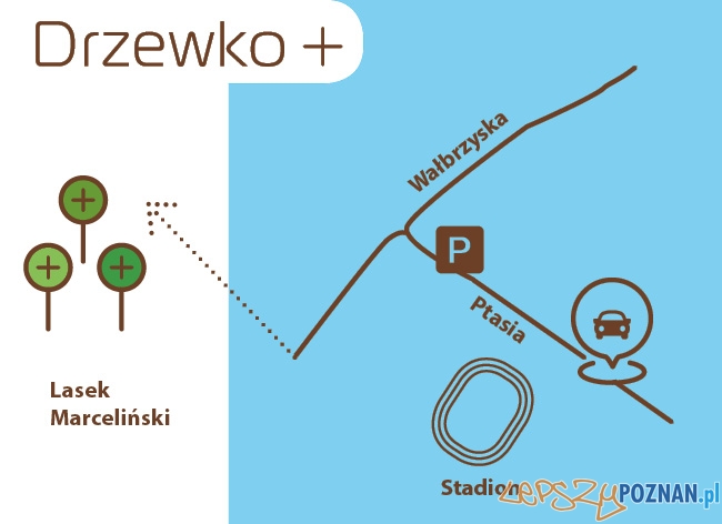 Drzewko+ mapka dojazdu