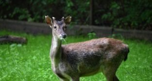 Sambary w poznańskim cologu - jak będą miały na imię? Foto: Poznańskie Nowe Zoo