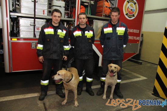 strazacy ratownicy z psami Foto: strazacy ratownicy z psami Foto: