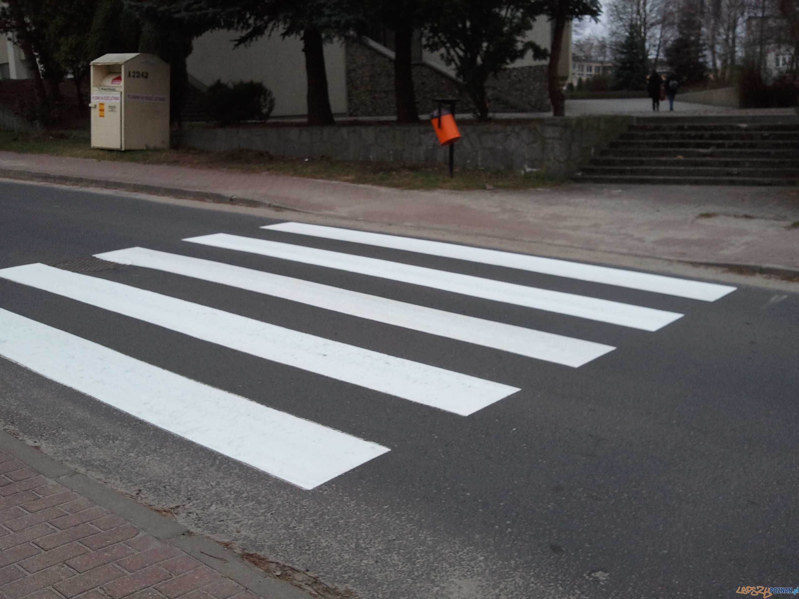 Zebra w Antoninku na ulicy Światopełka  Foto: lepszyPOZNAN.pl