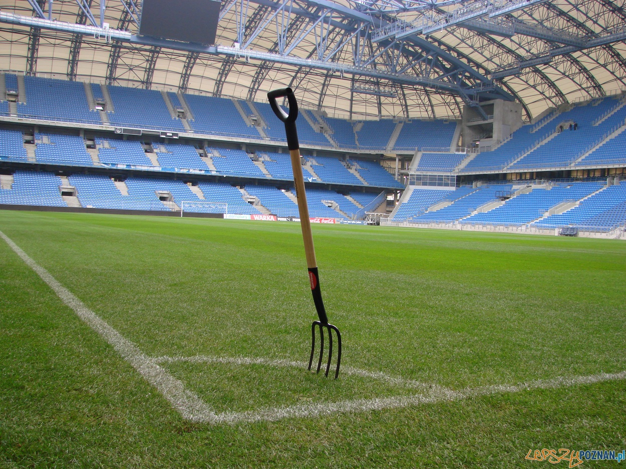 murawa stadion miejski widły  Foto: lepszyPOZNAN.pl / ag