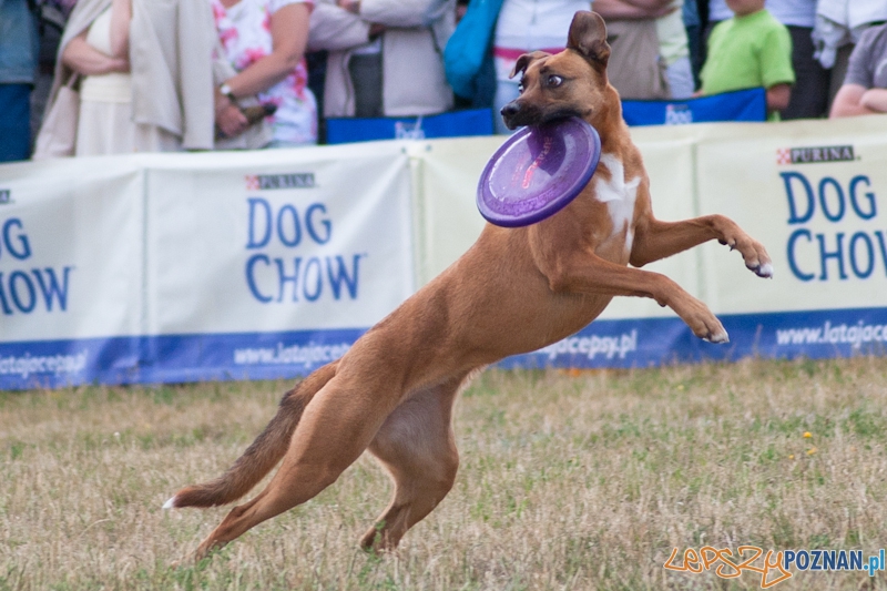 Dog Chow Disc Cup Poznań 2011 - 19.06.2011 r.  Foto: LepszyPOZNAN.pl / Paweł Rychter