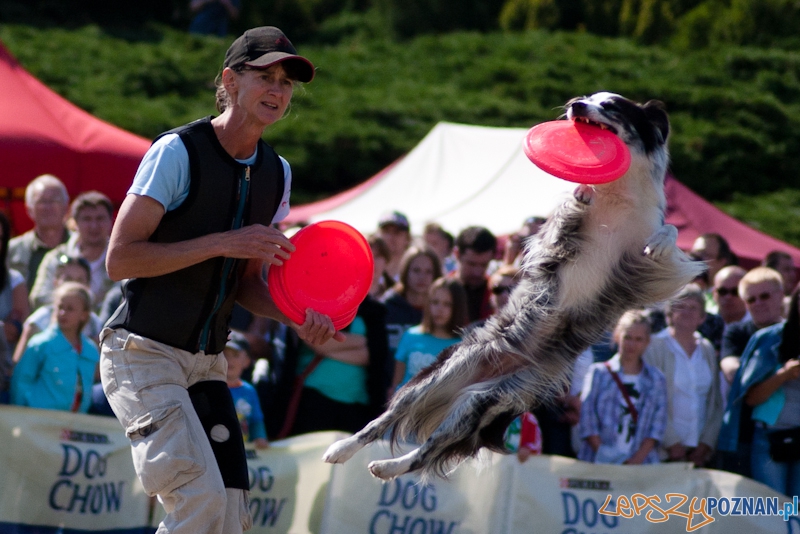 Dog Chow Disc Cup Poznań 2011 - 19.06.2011 r.  Foto: LepszyPOZNAN.pl / Paweł Rychter