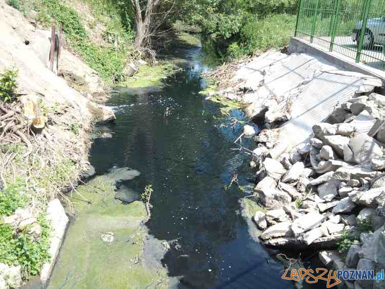 Zanieczyszczona Struga Średzka  Foto: zmiana III JRG-6