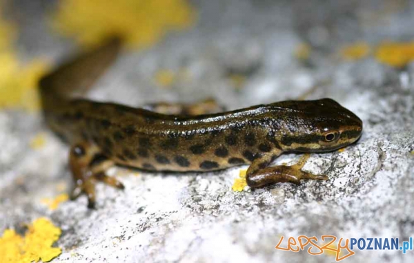 Lissotriton vulgaris  Foto: euroherp.com