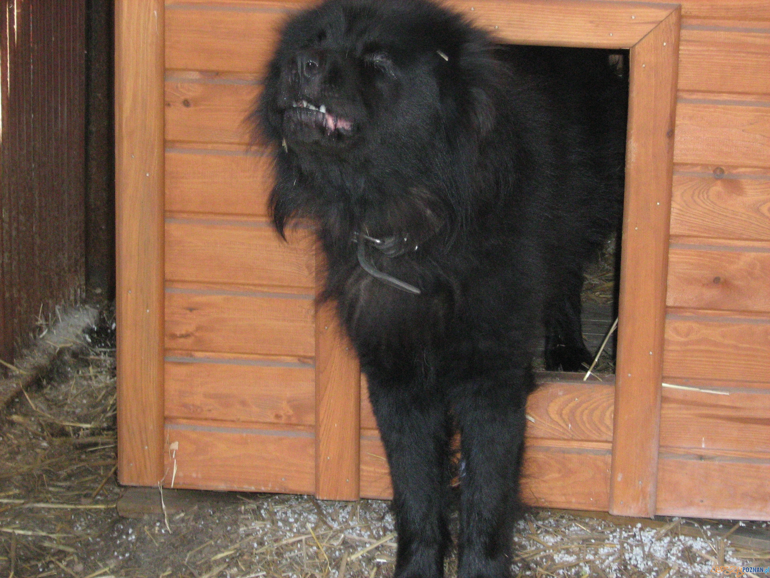 Porzucony pies  Foto: Straż Miejska w Puszczykowie
