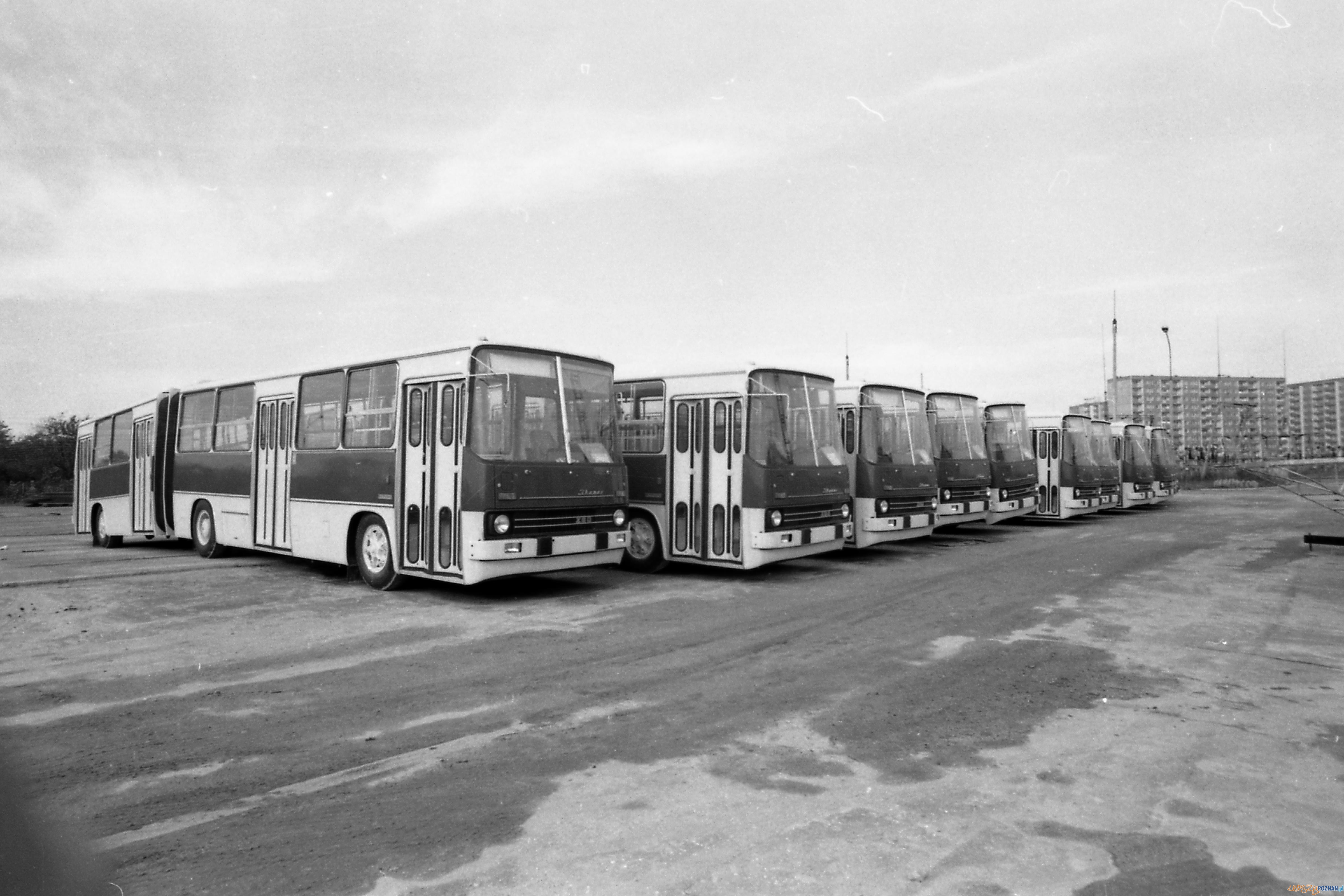 Ikarusy na Kaczej w 1981 roku  Foto: 