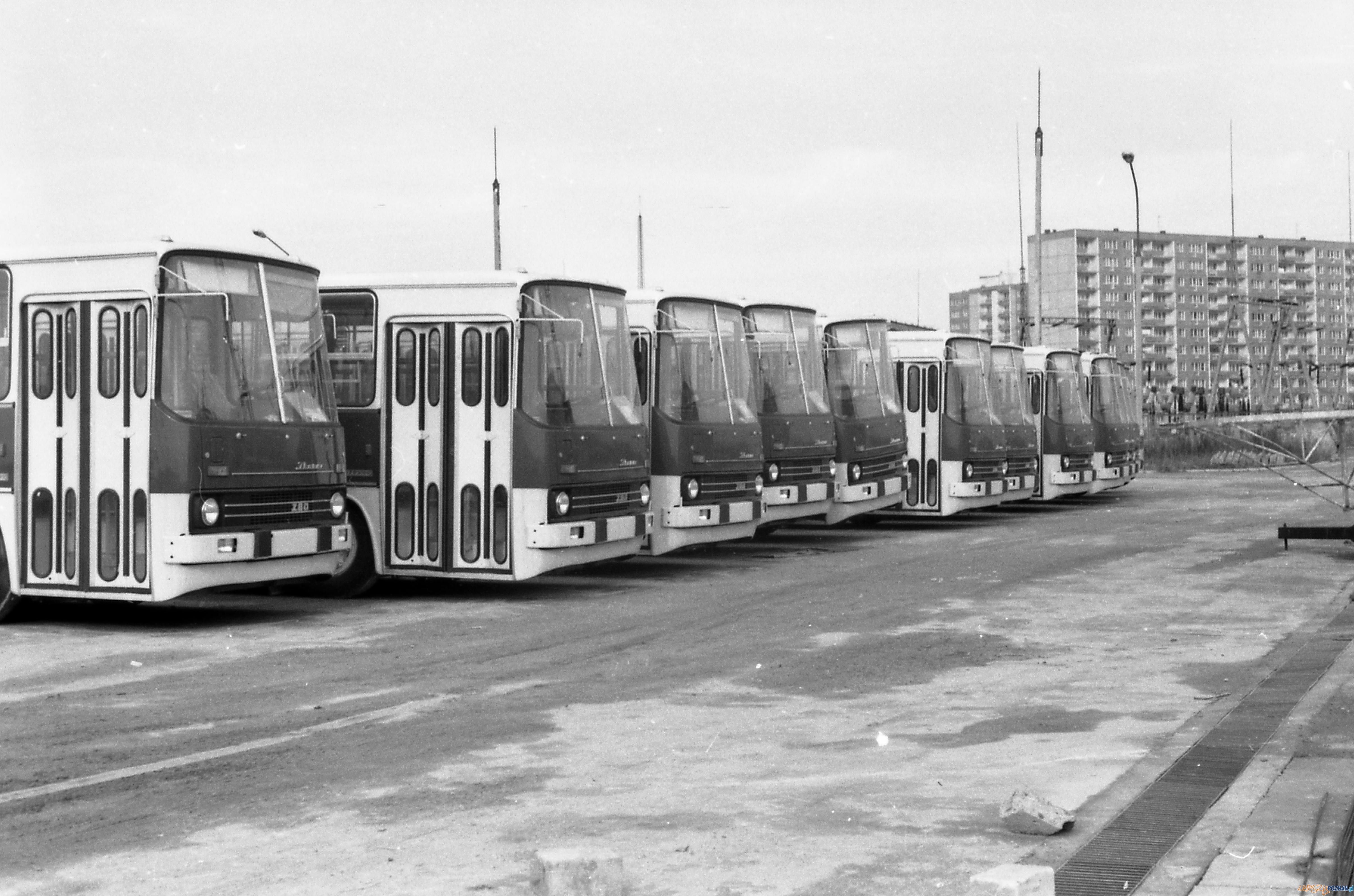 Ikarusy na Kaczej  Foto: MPK Poznań