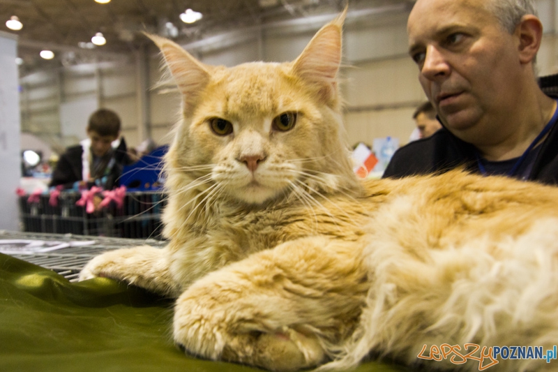 Światowa Wystawa kotów - FIFe World Cat Show 2011  Foto: lepszyPOZNAN.pl / Piotr Rychter