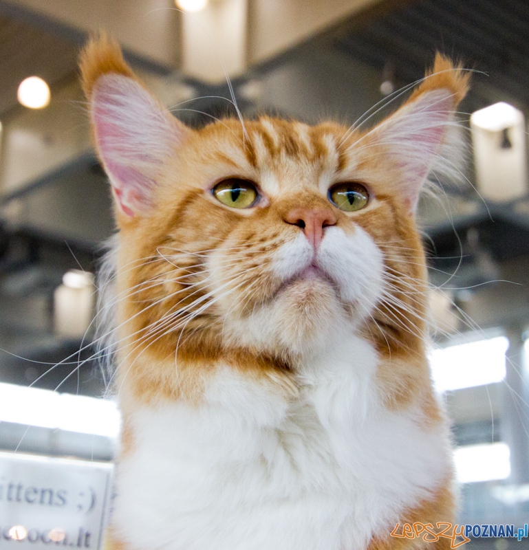 Światowa Wystawa kotów - FIFe World Cat Show 2011  Foto: lepszyPOZNAN.pl / Piotr Rychter