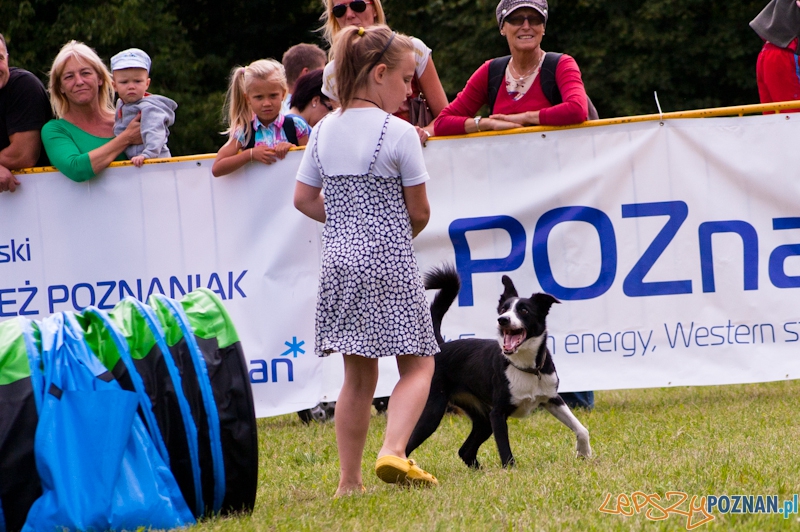 Dog Chow  Cup 2012 w parku Cytadela - Poznań 12.08.2012 r.  Foto: LepszyPOZNAN.pl / Paweł Rychter