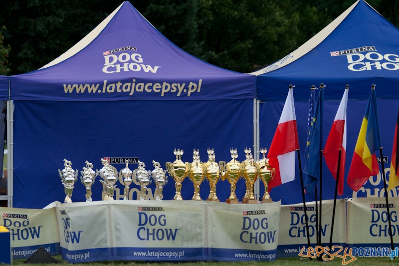 Dog Chow 2012 w parku Cytadela  Foto: Ewelina Gutowska