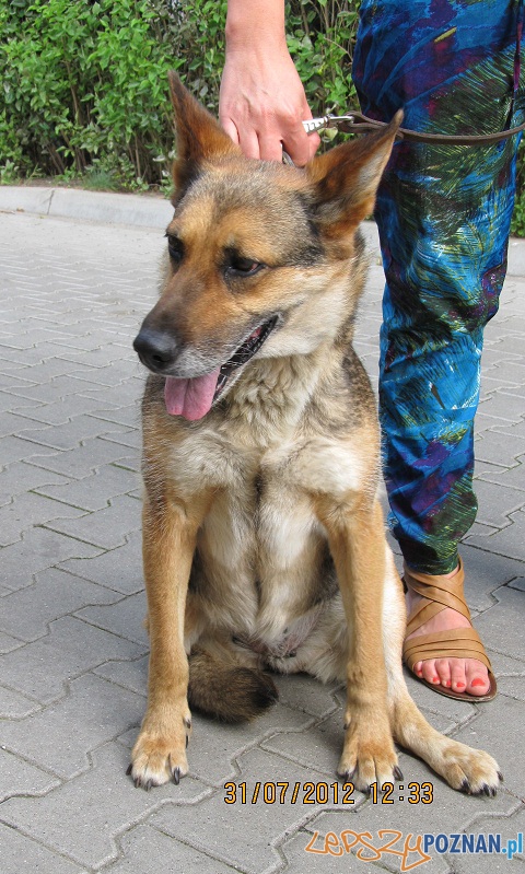 Pies złapany w Puszczykowie 31 lipca 2012  Foto: UM Puszczykowo