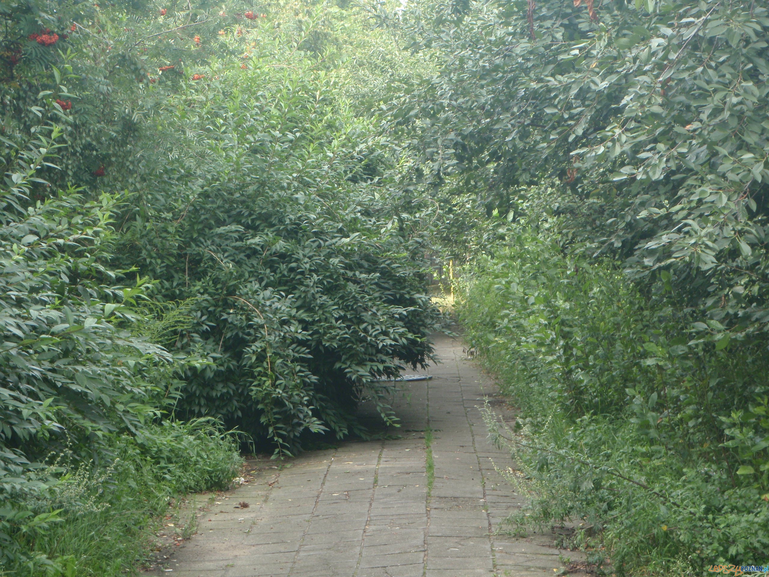 Chodnik ul. Rymarkiewicza  Foto: straż miejska