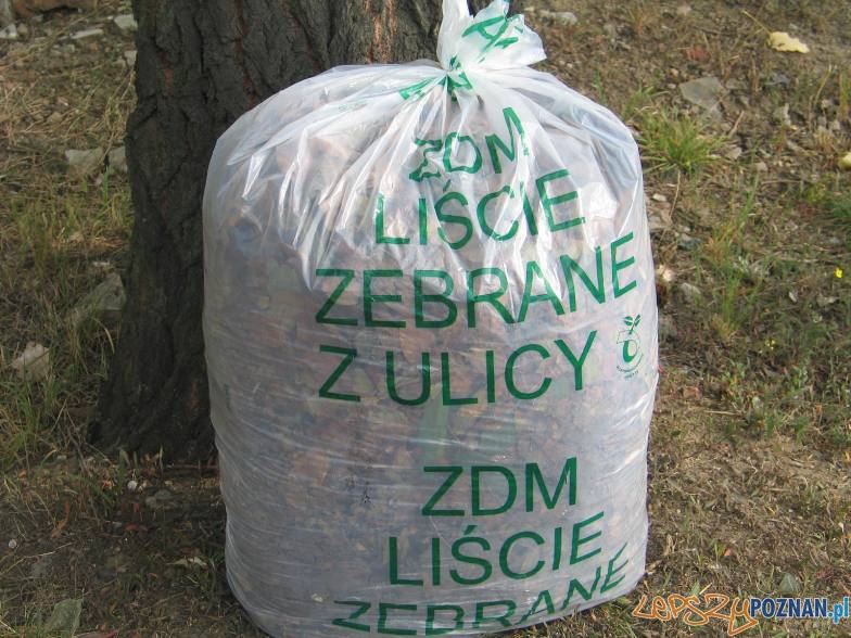 ZDM – liście zebrane z ulicy  Foto: ZDM