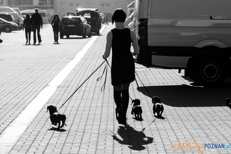 Międzynarodowa Wystawa Psów Rasowych   Foto: lepszyPOZNAN.pl / Piotr Rychter