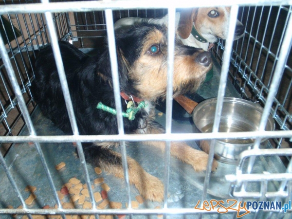 Porzucone psy w Luboniu  Foto: UM Lubonia