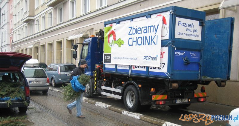 Zbieramy Choinki  Foto: UM Poznania