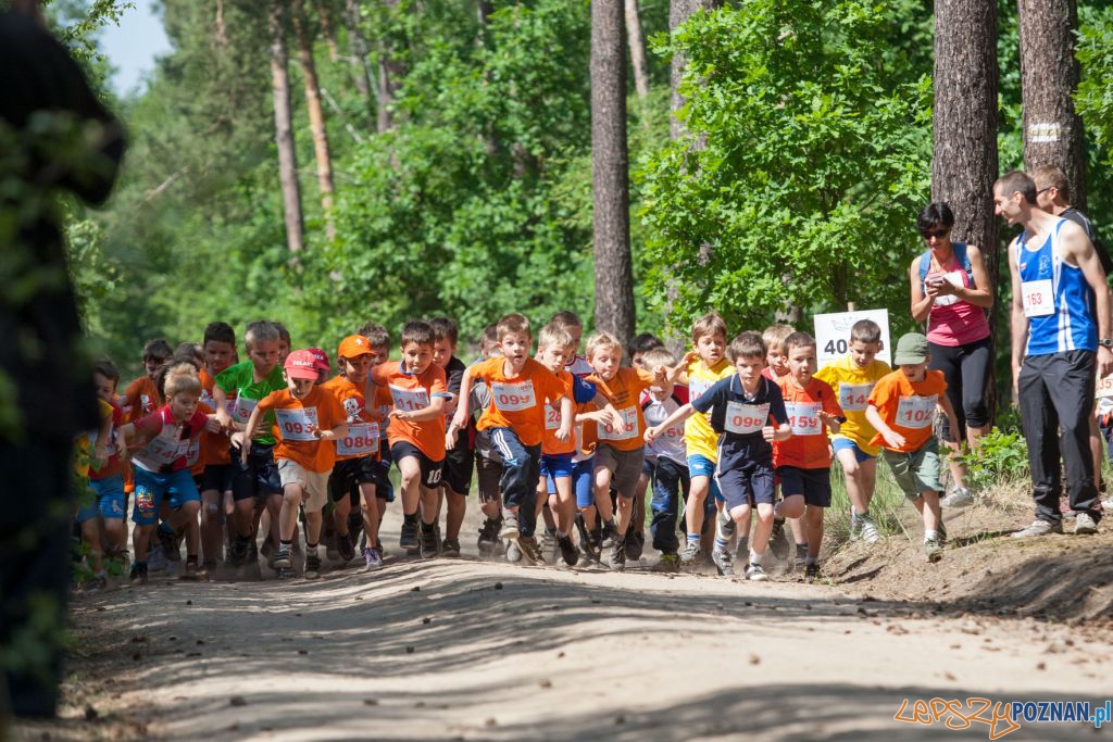 Bieg o koronę Dąbrowki  Foto: materialy prasowe