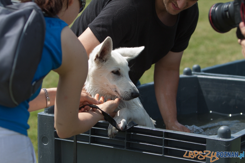 Dog Chow Disc Cup 2013 - Poznań 23.06.2013 r.  Foto: LepszyPOZNAN.pl / Paweł Rychter