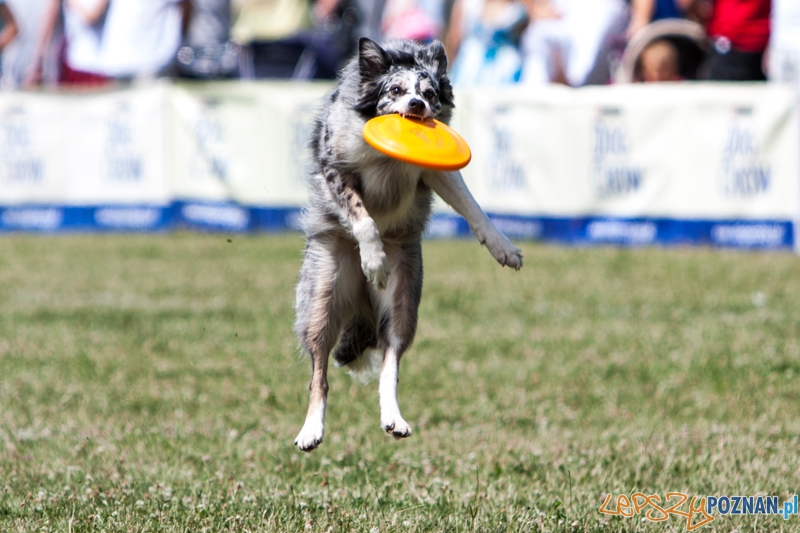 Dog Chow Disc Cup 2013 - Poznań 23.06.2013 r.  Foto: LepszyPOZNAN.pl / Paweł Rychter