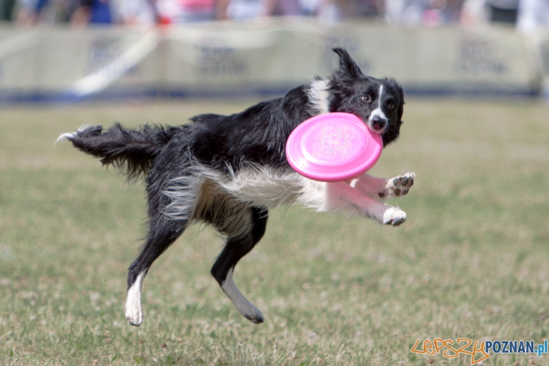 Dog Chow Disc Cup 2013 - Poznań 23.06.2013 r.  Foto: LepszyPOZNAN.pl / Paweł Rychter