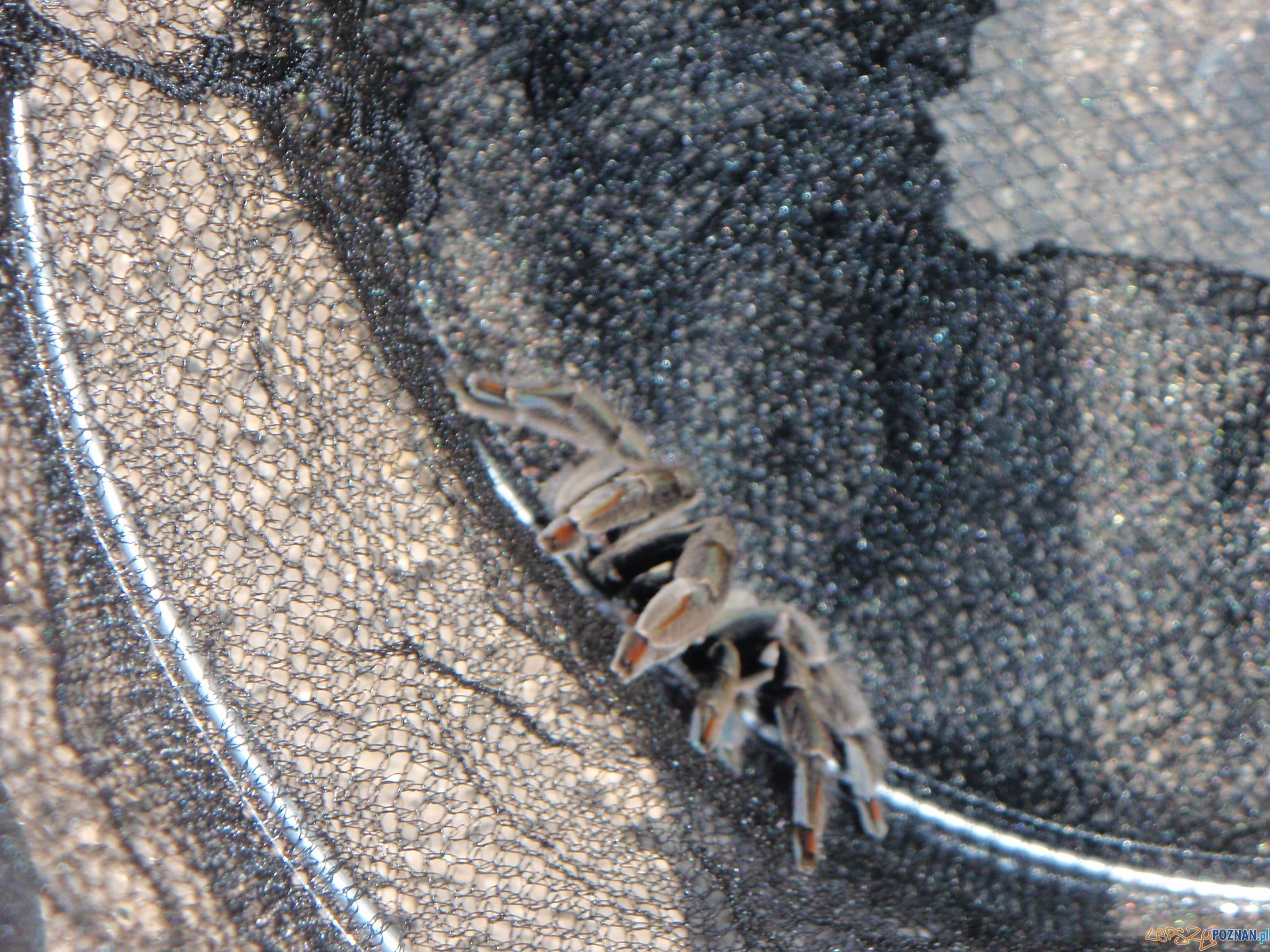 Strażnicy miejscy zlapali groźnego pająka  Foto: 