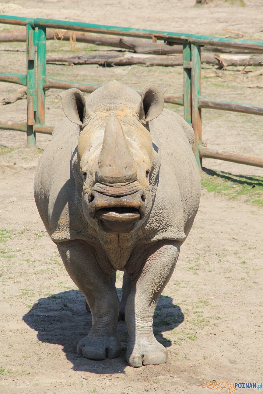 Dino z poznańskiego ZOO  Foto: ZOO Poznan