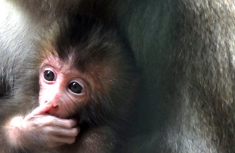 Makak Rachel z poznańskiego ZOO  Foto: ZOO Poznań / M.Górczyński