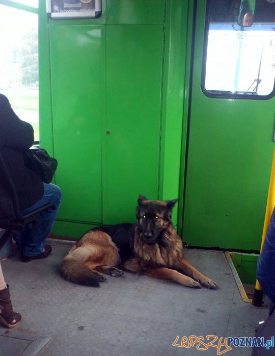 O psie, który jechał bimbą  Foto: Ireneusz