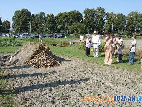 Święto Pyry w Szreniawie  Foto: Muzeum w Szreniawie