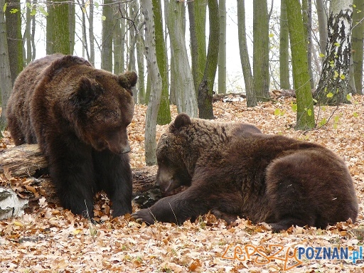 Niedzwiedzi swiat  Foto: ZOO Poznań